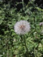 Wadding of the dandelion