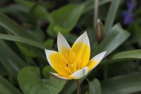 picture of the spring flower on a blurred background