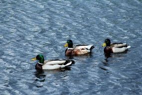 ducks bird water