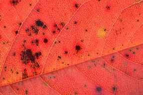 red autumn leaf texture, macro