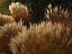 bushes of the miscanthus