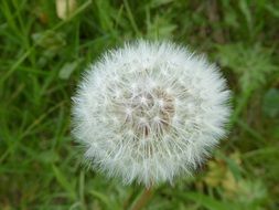 Macro picture of the dandelion flower