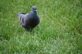 dove walks on the grass in the hope of taking off