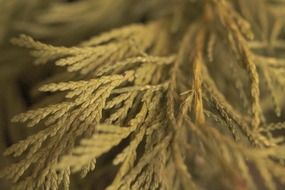 closeup of thuja branches