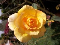 beauty of a yellow rosa flower