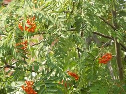 rowan tree with orange berries