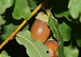 acorn tree macro