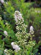 fascinating spirea flower