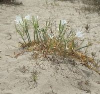 green grass on the beach of the Mediterranean