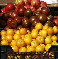 brown and yellow tomatoes in plastic boxes in the sun