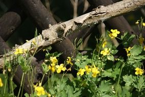 small yellow flowers along a wooden fence