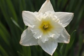 jonquil is a kind of daffodil