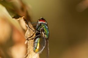 insect on a branch close up