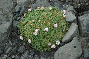 flowers among lava stones