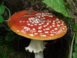 agaric under dry foliage