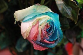 Beautiful rainbow rose