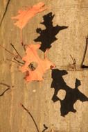 Dry leaves on a tree branch