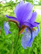 blue iris flower