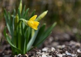 Narcissus bush with yellow flower