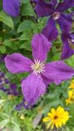 beautiful clematis flower