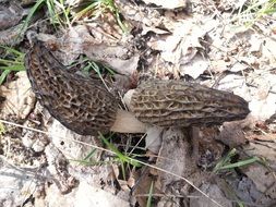 Morchella conica flowers