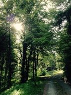 sun rays through the thick of the forest