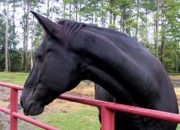 tennessee walking horse