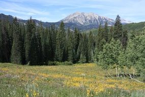mountains forest colorado