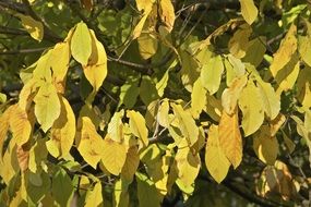 asimina triloba shrub