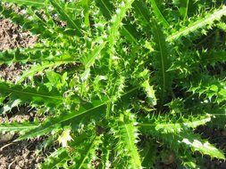 green plant as a weed