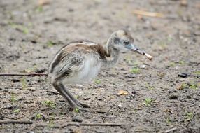emu ostrich baby