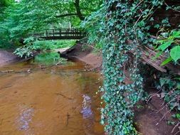 river bridge in lianas forest scene