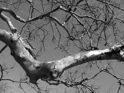 crooked bare branches at sky