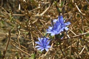 blue flowers in the jungle