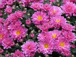 bush pink asters