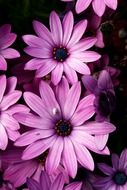 bouquet of purple daisies