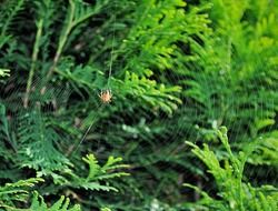 spider cobweb sunny closeup