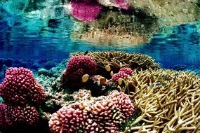 reefs and corals in the underwater world