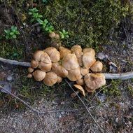 picking mushrooms in the autumn forest