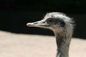 head of a ostrich under the bright sun