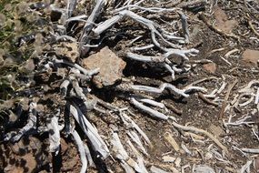 dry roots of dead tree