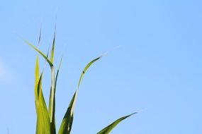 green grass against a clear blue sky