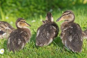 young ducklings on green grass