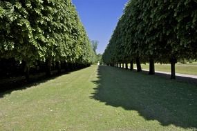 the shadow of green trees in the alley in France