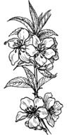 Drawing of flowers
