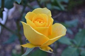 yellow rose in the dark