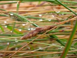 green grass meadow dew drops