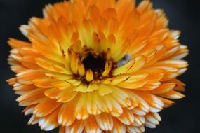 orange flower on black background