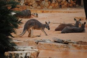 brown kangaroos in the zoo