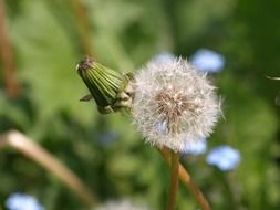 white and green seed heads of dandelion close up